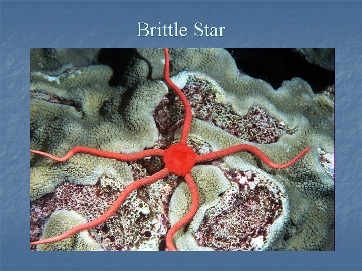 Brittle Star 