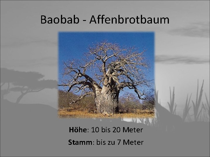 Baobab - Affenbrotbaum Höhe: 10 bis 20 Meter Stamm: bis zu 7 Meter 