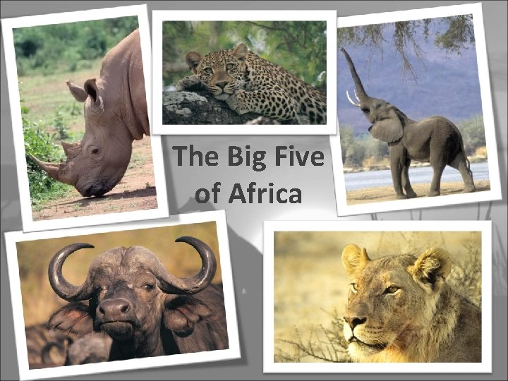 The Big Five of Africa 