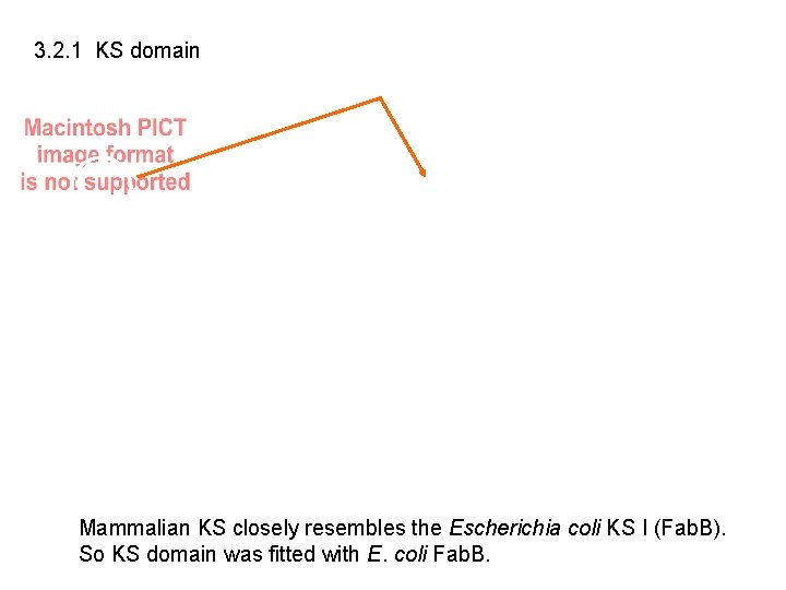 3. 2. 1 KS domain Mammalian KS closely resembles the Escherichia coli KS I