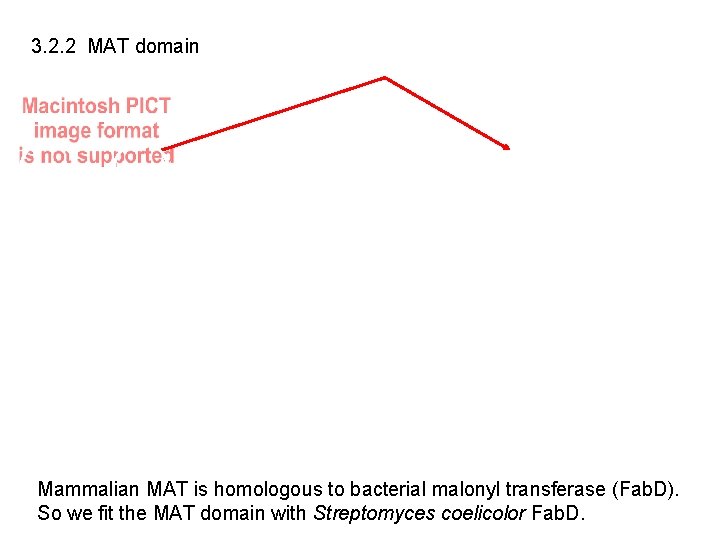 3. 2. 2 MAT domain Mammalian MAT is homologous to bacterial malonyl transferase (Fab.