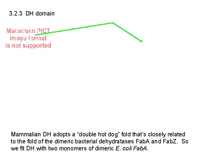 3. 2. 3 DH domain Mammalian DH adopts a “double hot dog” fold that’s