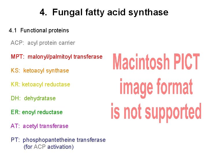 4. Fungal fatty acid synthase 4. 1 Functional proteins ACP: acyl protein carrier MPT: