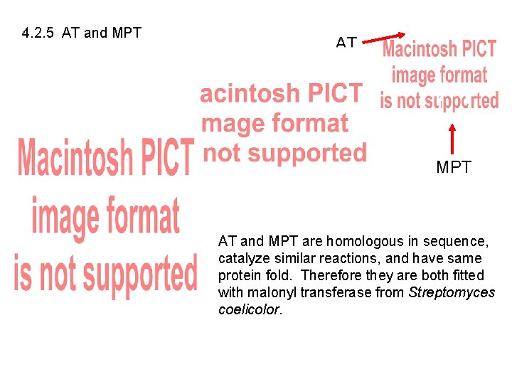 4. 2. 5 AT and MPT are homologous in sequence, catalyze similar reactions, and