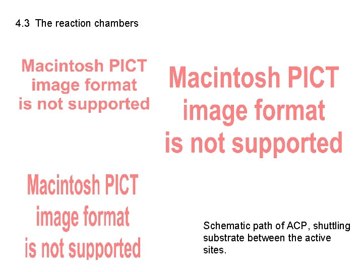 4. 3 The reaction chambers Schematic path of ACP, shuttling substrate between the active
