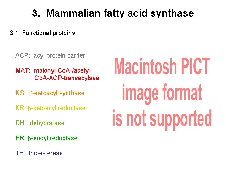 3. Mammalian fatty acid synthase 3. 1 Functional proteins ACP: acyl protein carrier MAT: