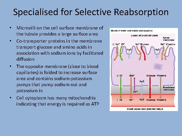 Specialised for Selective Reabsorption • Microvilli on the cell surface membrane of the tubule
