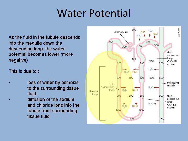 Water Potential As the fluid in the tubule descends into the medulla down the