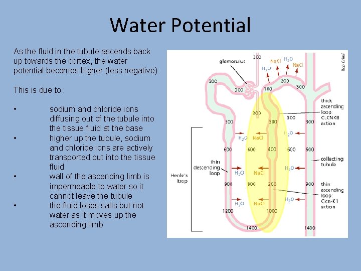 Water Potential As the fluid in the tubule ascends back up towards the cortex,