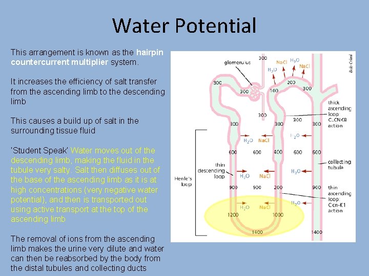 Water Potential This arrangement is known as the hairpin countercurrent multiplier system. It increases