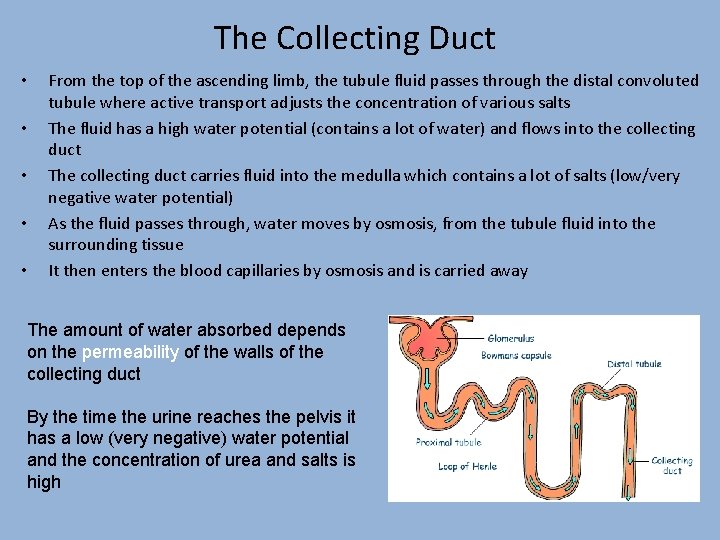 The Collecting Duct • • • From the top of the ascending limb, the