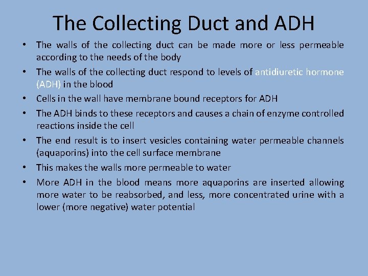The Collecting Duct and ADH • The walls of the collecting duct can be