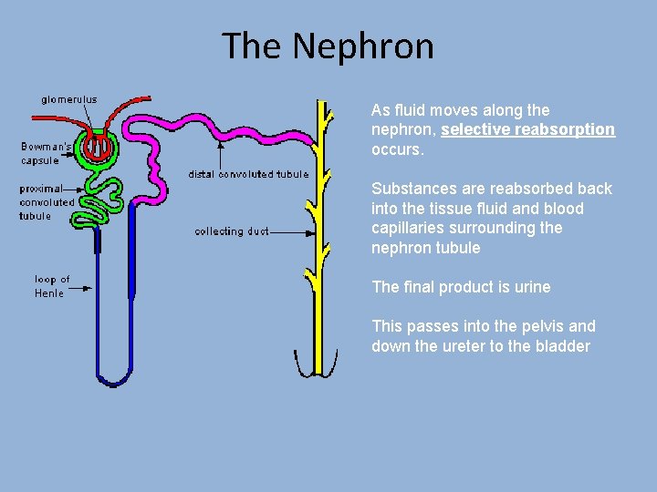 The Nephron As fluid moves along the nephron, selective reabsorption occurs. Substances are reabsorbed