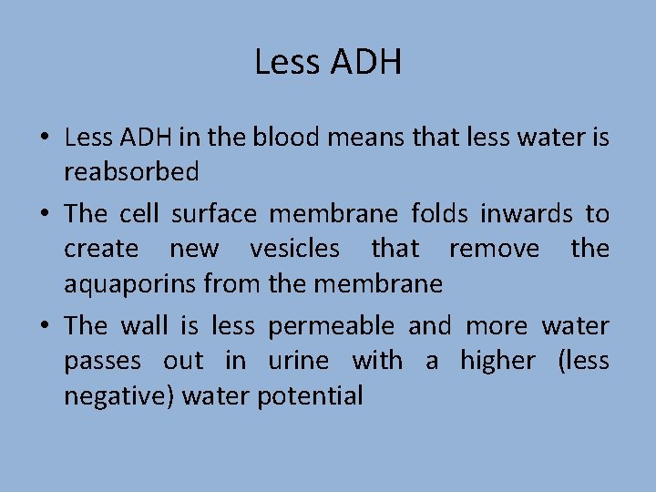 Less ADH • Less ADH in the blood means that less water is reabsorbed