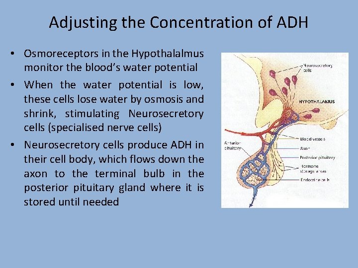 Adjusting the Concentration of ADH • Osmoreceptors in the Hypothalalmus monitor the blood’s water