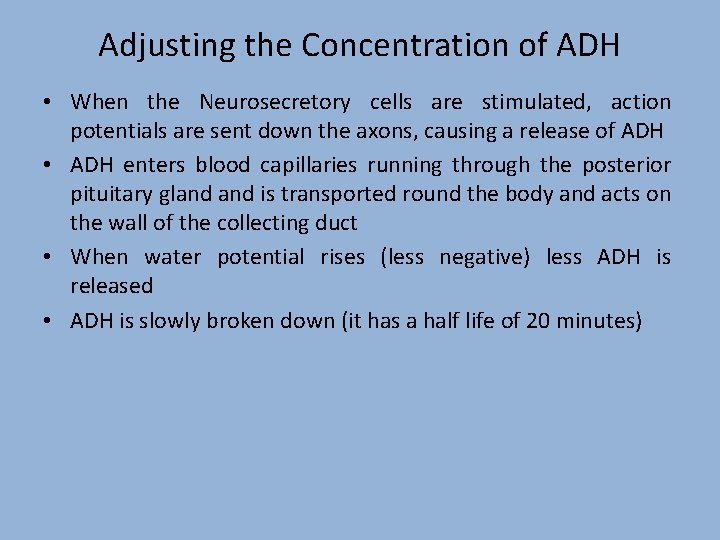 Adjusting the Concentration of ADH • When the Neurosecretory cells are stimulated, action potentials