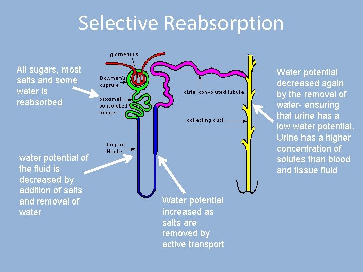 Selective Reabsorption All sugars, most salts and some water is reabsorbed water potential of
