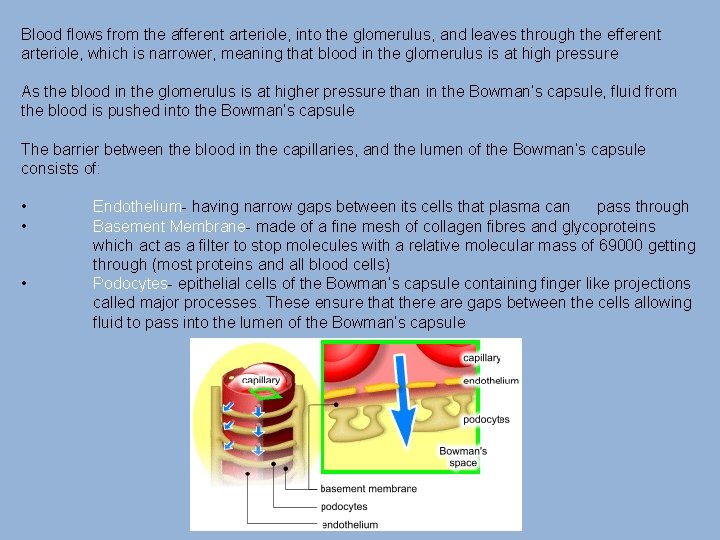 Blood flows from the afferent arteriole, into the glomerulus, and leaves through the efferent