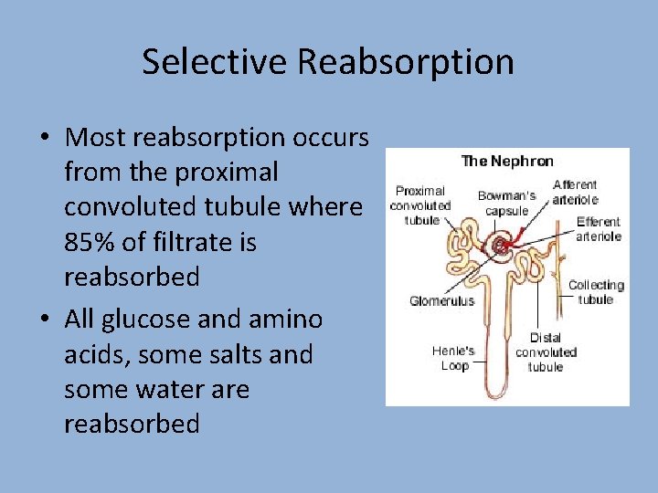 Selective Reabsorption • Most reabsorption occurs from the proximal convoluted tubule where 85% of