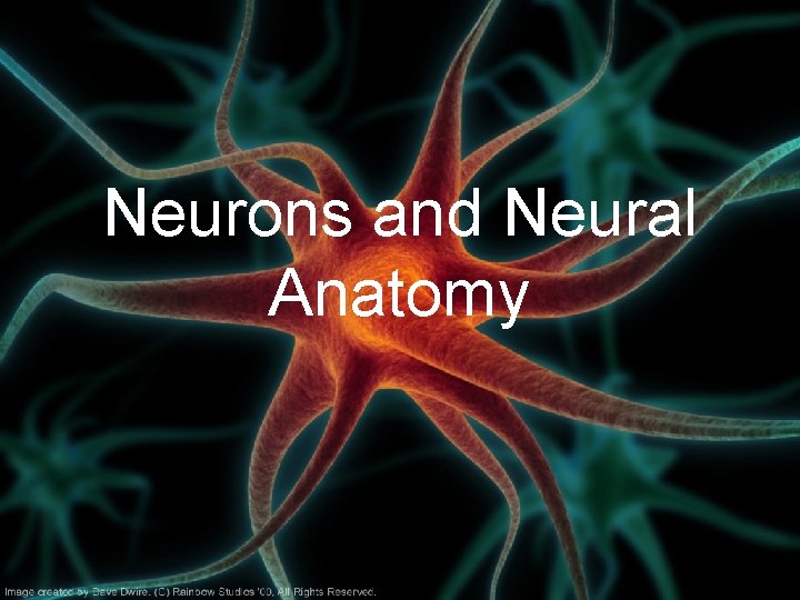 Neurons and Neural Anatomy 