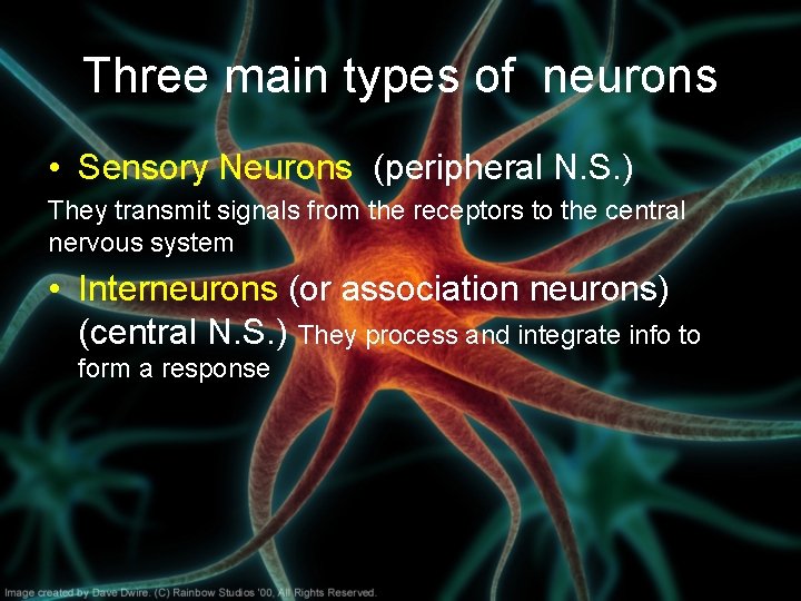 Three main types of neurons • Sensory Neurons (peripheral N. S. ) They transmit