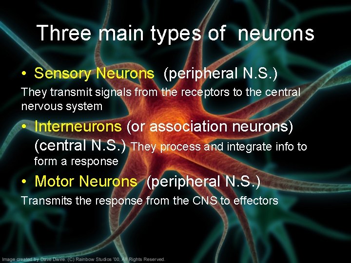 Three main types of neurons • Sensory Neurons (peripheral N. S. ) They transmit