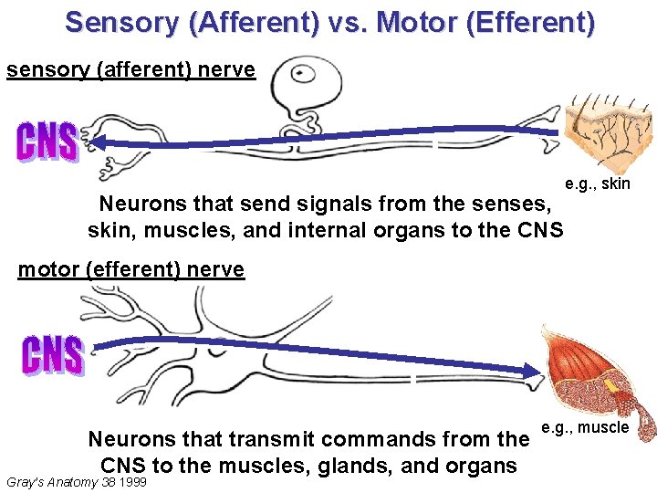 Sensory (Afferent) vs. Motor (Efferent) sensory (afferent) nerve Neurons that send signals from the