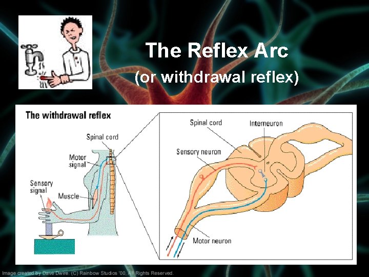The Reflex Arc (or withdrawal reflex) 