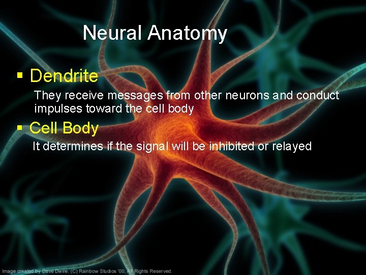 Neural Anatomy § Dendrite They receive messages from other neurons and conduct impulses toward