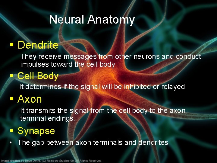 Neural Anatomy § Dendrite They receive messages from other neurons and conduct impulses toward