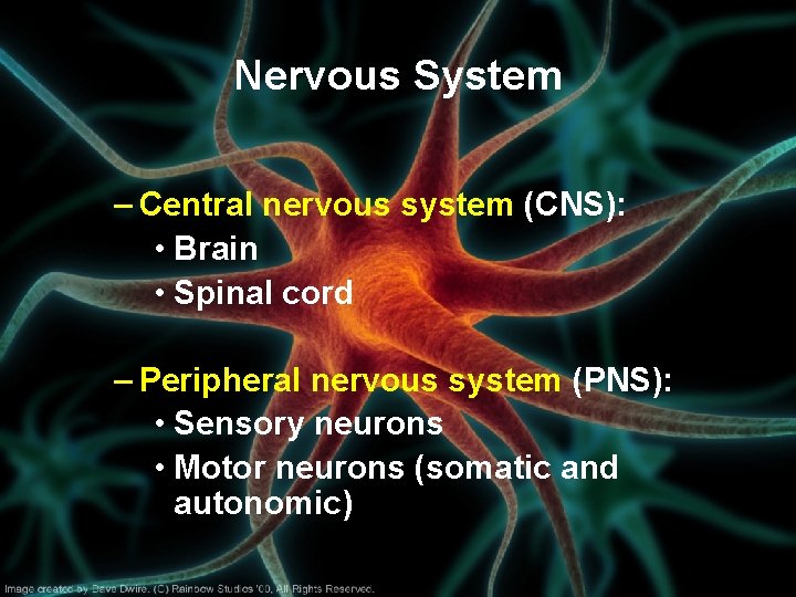 Nervous System – Central nervous system (CNS): • Brain • Spinal cord – Peripheral