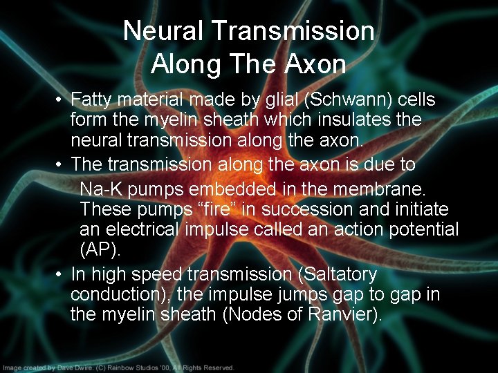 Neural Transmission Along The Axon • Fatty material made by glial (Schwann) cells form