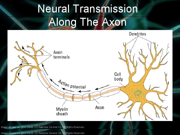 Neural Transmission Along The Axon 