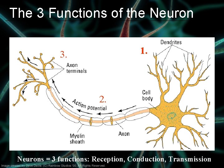 The 3 Functions of the Neuron 1. 3. 2. Neurons = 3 functions: Reception,