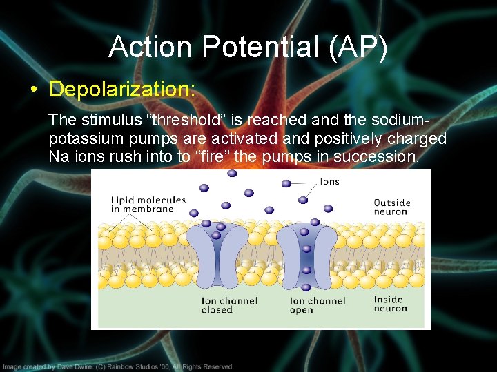 Action Potential (AP) • Depolarization: The stimulus “threshold” is reached and the sodiumpotassium pumps