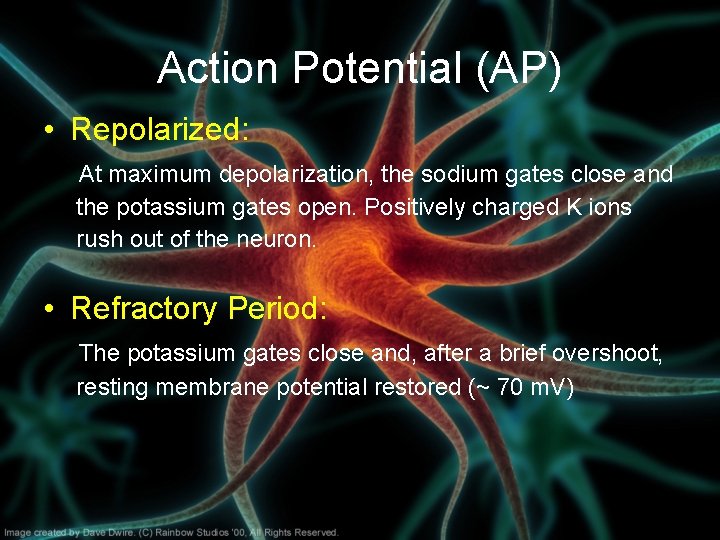 Action Potential (AP) • Repolarized: At maximum depolarization, the sodium gates close and the