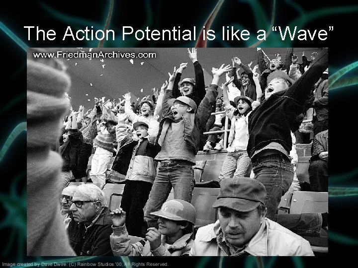 The Action Potential is like a “Wave” 