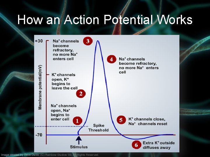 How an Action Potential Works 