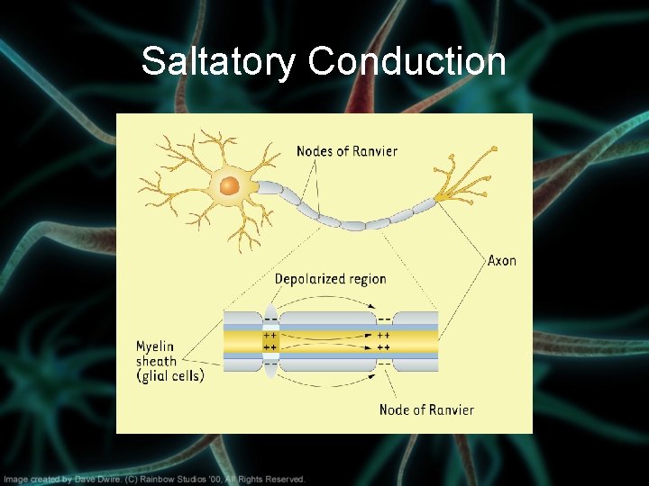 Saltatory Conduction 