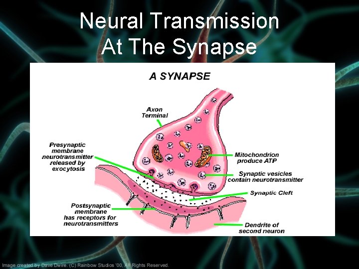 Neural Transmission At The Synapse 