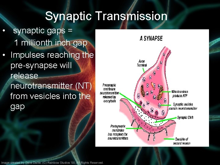 Synaptic Transmission • synaptic gaps = 1 millionth inch gap • Impulses reaching the