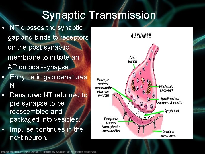 Synaptic Transmission • NT crosses the synaptic gap and binds to receptors on the