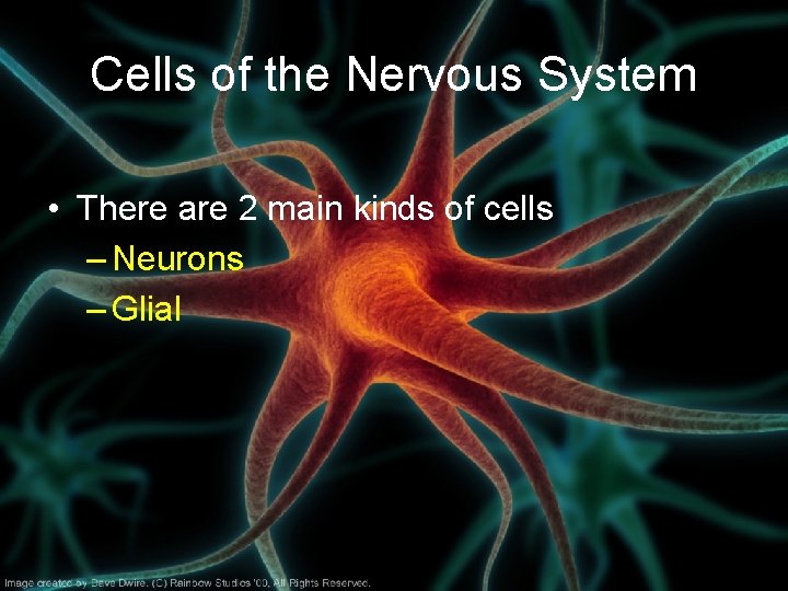 Cells of the Nervous System • There are 2 main kinds of cells –