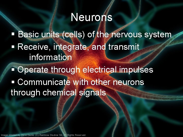 Neurons § Basic units (cells) of the nervous system § Receive, integrate, and transmit