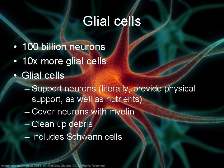 Glial cells • 100 billion neurons • 10 x more glial cells • Glial