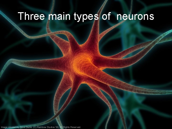 Three main types of neurons 
