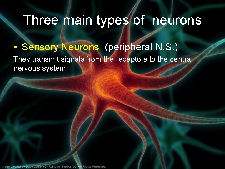 Three main types of neurons • Sensory Neurons (peripheral N. S. ) They transmit