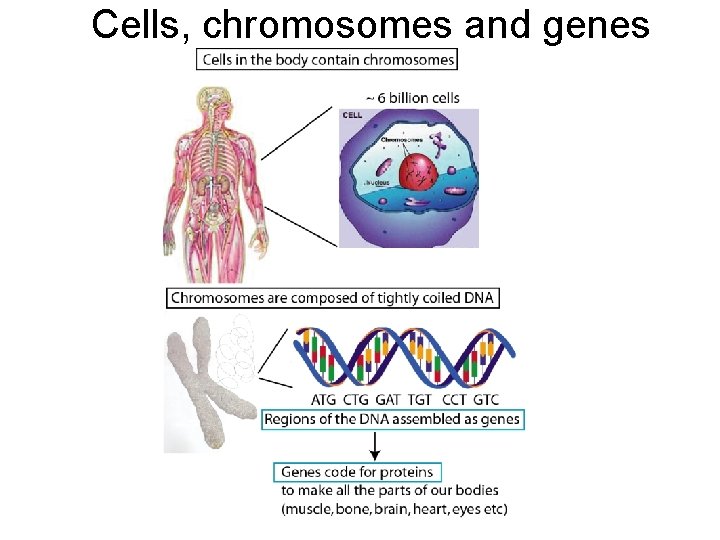 Cells, chromosomes and genes 