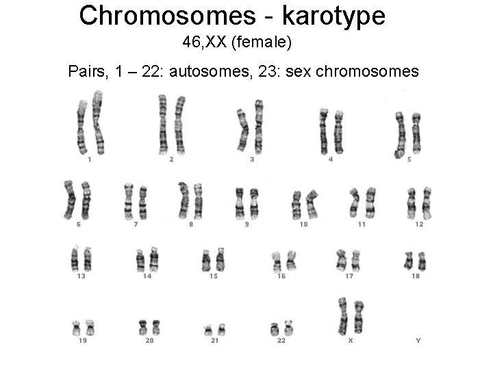 Chromosomes - karotype 46, XX (female) Pairs, 1 – 22: autosomes, 23: sex chromosomes