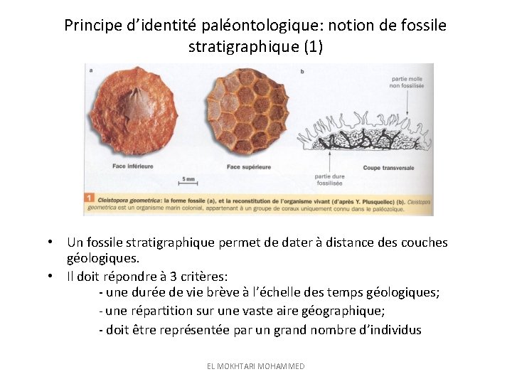 Principe d’identité paléontologique: notion de fossile stratigraphique (1) • Un fossile stratigraphique permet de